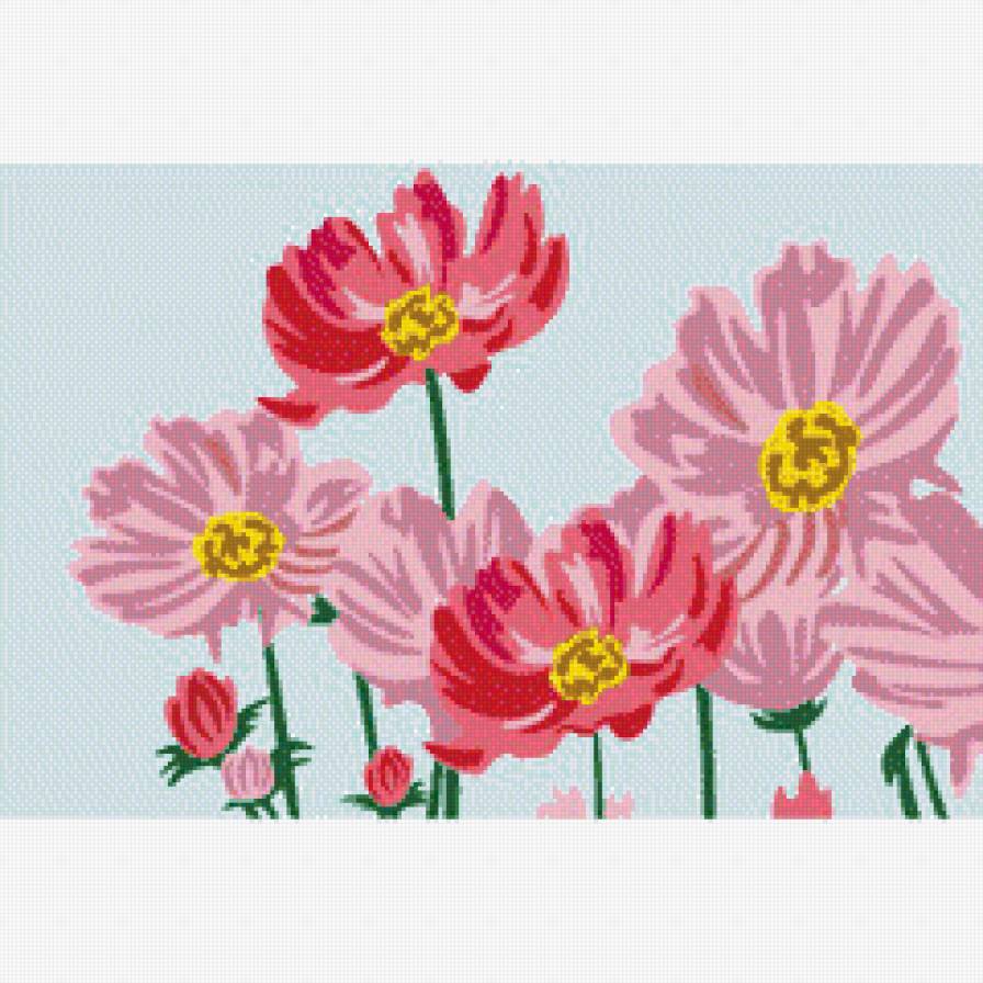 Космеи - цветы - предпросмотр