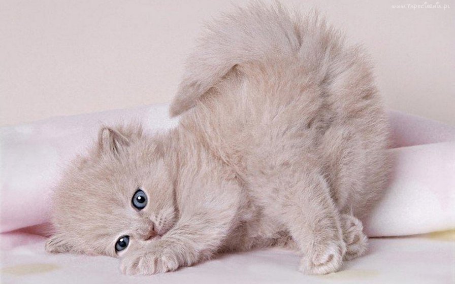 киска - оригинал