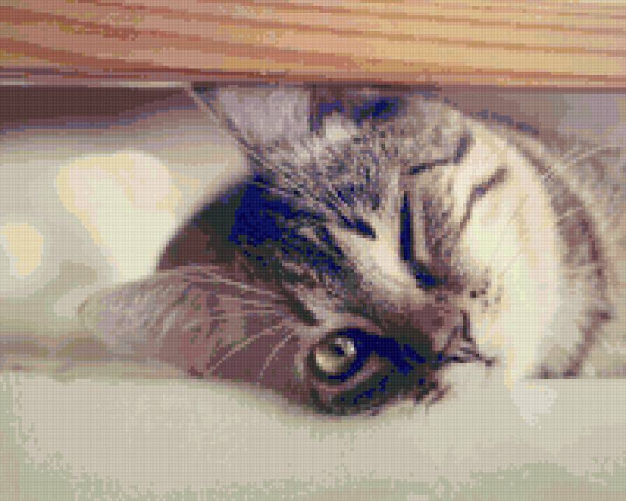 котэ - предпросмотр