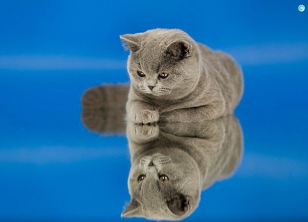 котик - оригинал