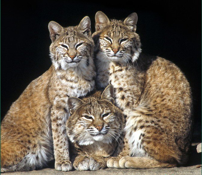 три рыси - животные, рысь - оригинал