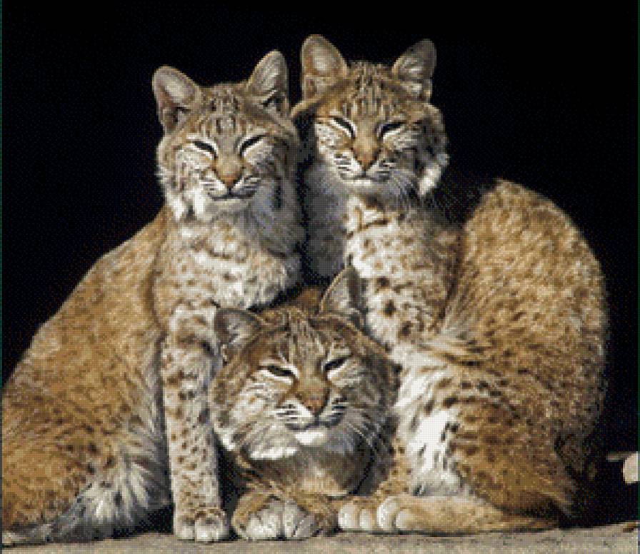 три рыси - животные, рысь - предпросмотр