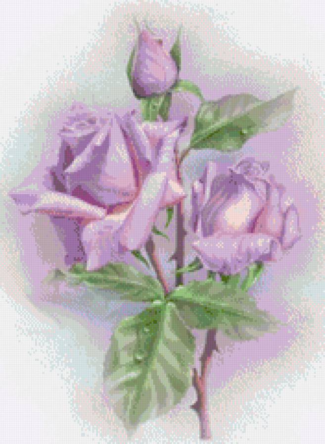 Голубая роза - цветы - предпросмотр