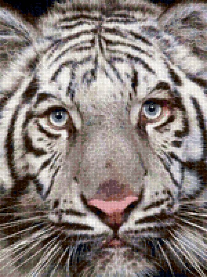 морда белого тигра - животные - предпросмотр