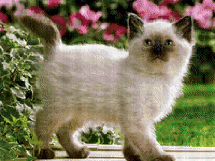 котенок - предпросмотр