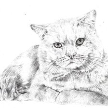 Схема вышивки «Кот»