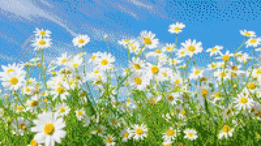 ромашковое поле - цветы, ромашки, лето - предпросмотр
