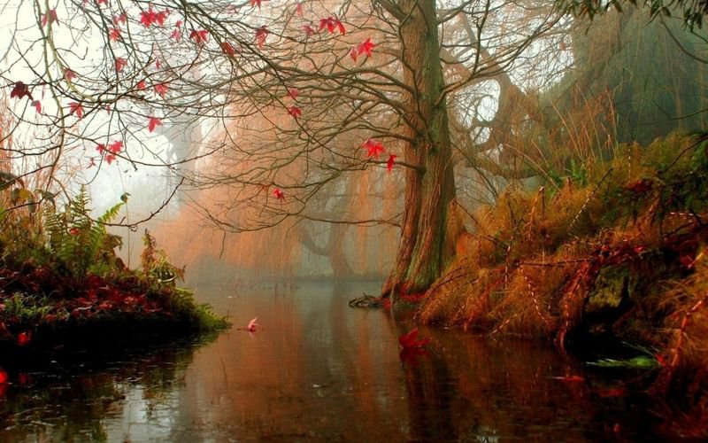 лесная река осенью - дерево, осень, лес, природа, живопись, река - оригинал