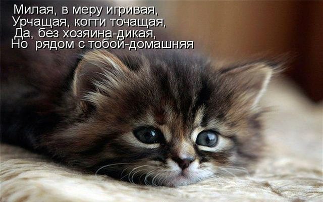 милаха - оригинал