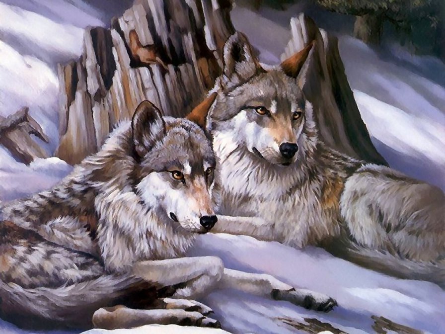 Волчья пара - животные, волки - оригинал