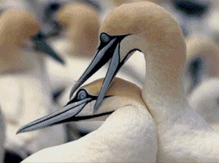 Birds - предпросмотр