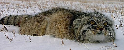 №588700 - оригинал