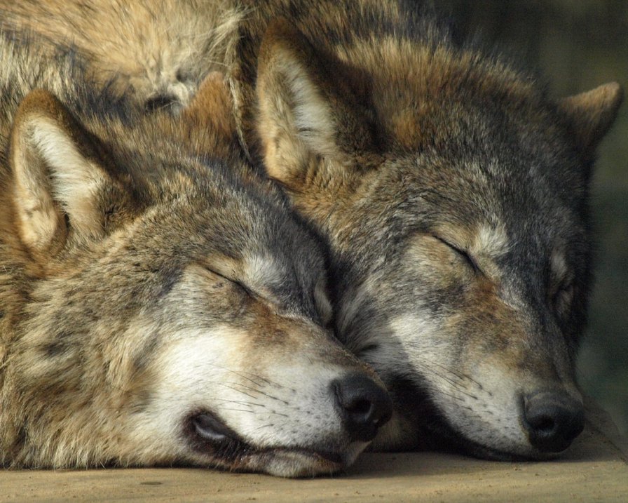 волчьи сны - волк, животные - оригинал