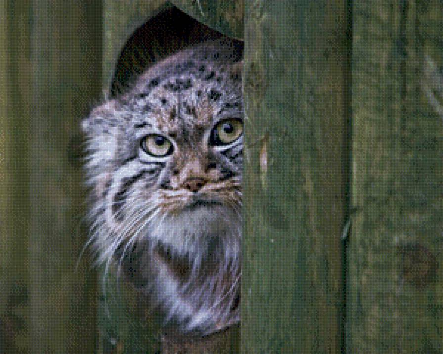 ку-ку - манул, дикий кот - предпросмотр