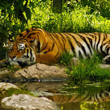 тигр отдыхает