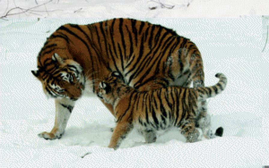 тигрица с тигренком - тигр, животные - предпросмотр