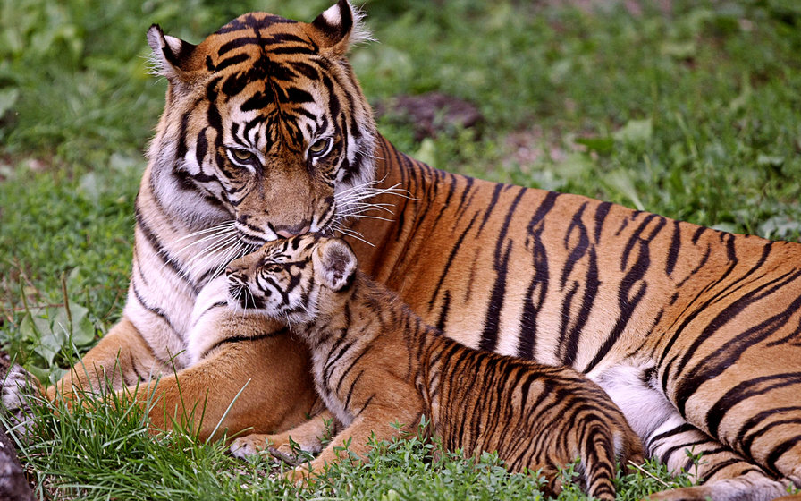 семейство тигров - тигр, животные - оригинал