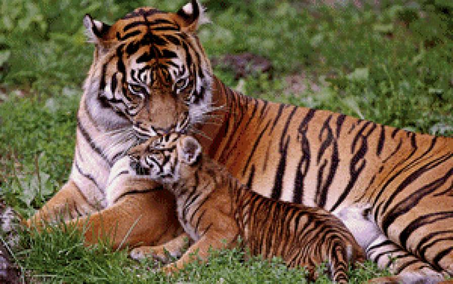 семейство тигров - животные, тигр - предпросмотр