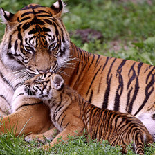 семейство тигров