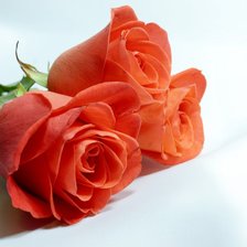 Схема вышивки «Розы»