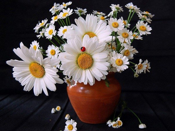 Ромашки 2 - композиции, натюрморты, цветы - оригинал