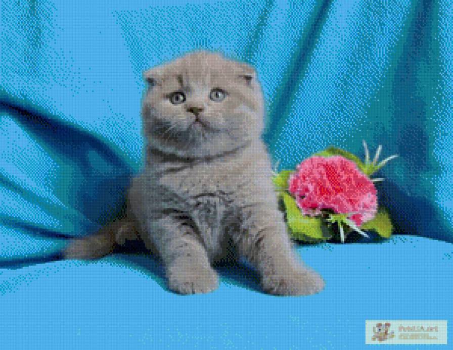 милашка - кот - предпросмотр