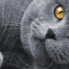 Схема вышивки «том»