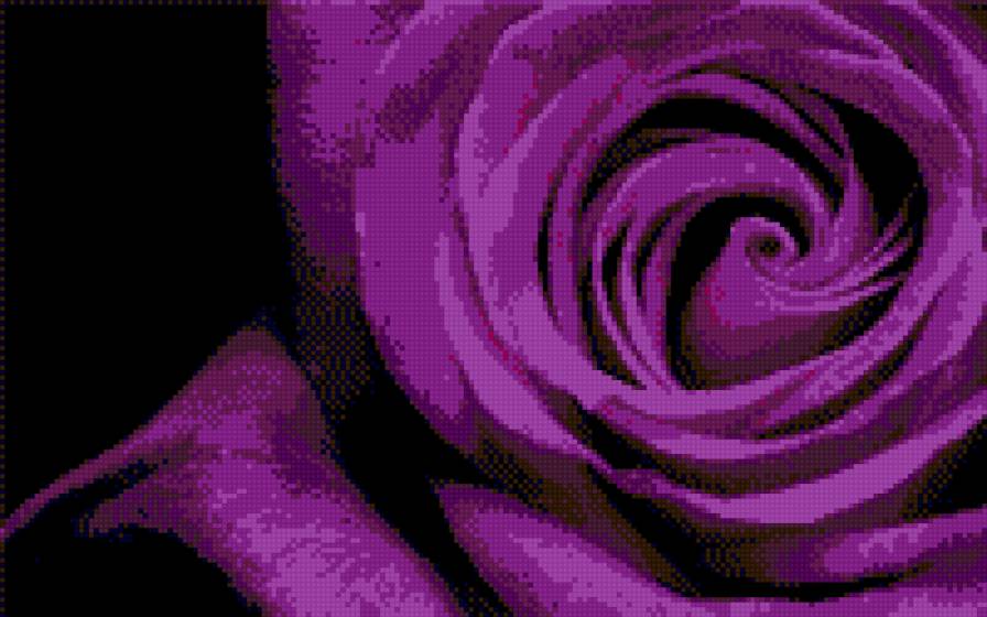 сиреневая роза - предпросмотр