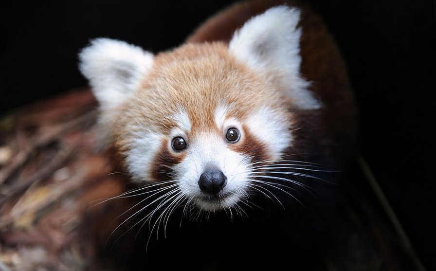 енотик - животные - оригинал