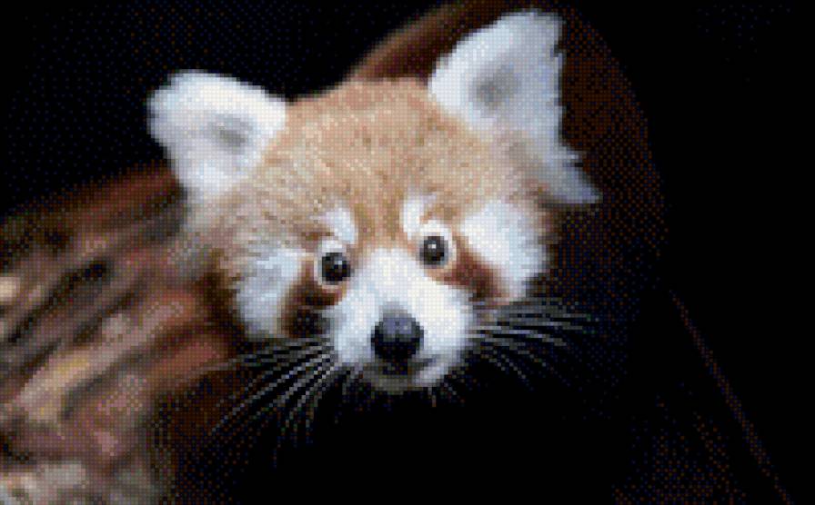 енотик - животные - предпросмотр