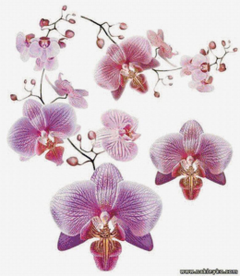 Орхидеи - цветы, орхидеи - предпросмотр