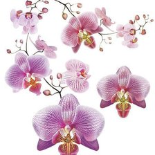 Оригинал схемы вышивки «Орхидеи» (№589794)