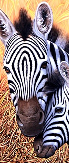 Зебры - зебры, животные - оригинал