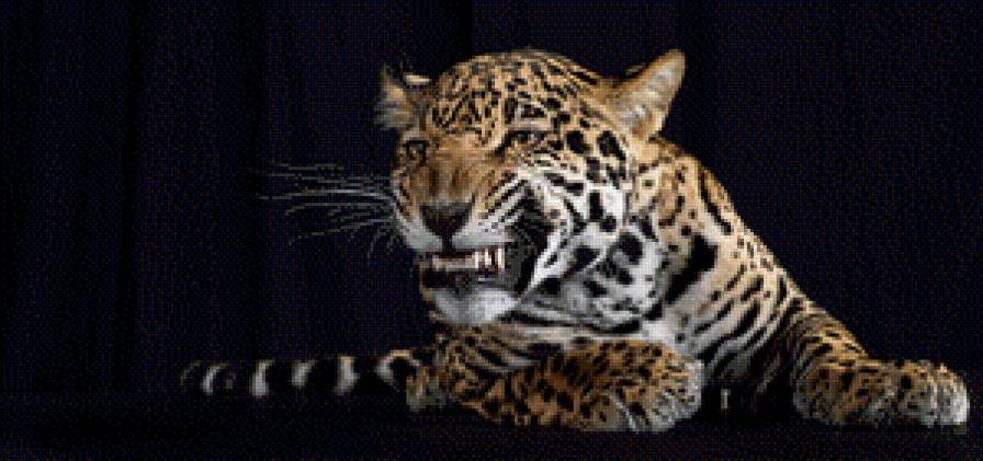 61 - животные - предпросмотр