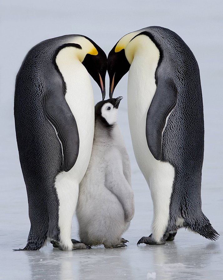 пингвины - семья, пингвины, животные, север, любовь - оригинал