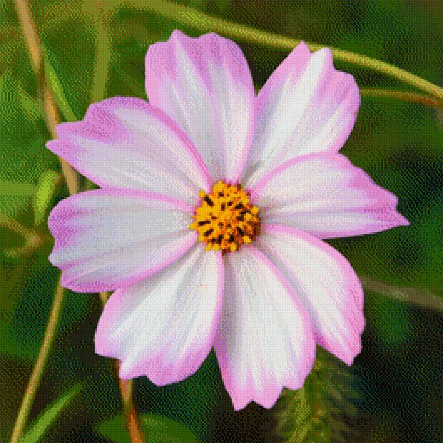 космея - цветы.космея - предпросмотр