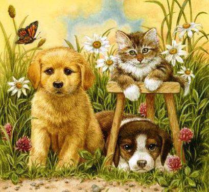 дружный портрет - собаки, портрет, котики, животные - оригинал