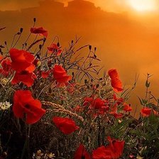 Схема вышивки «Маки на закате»