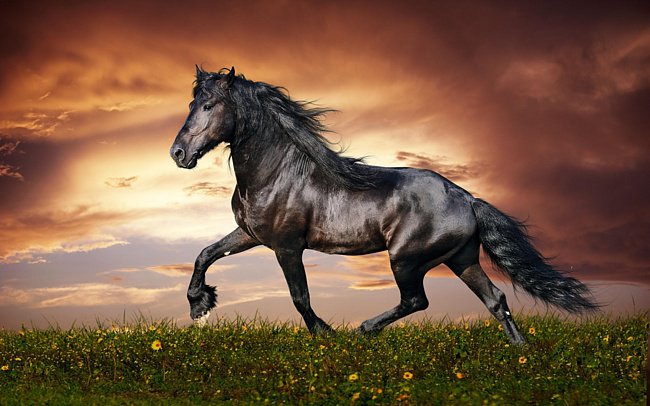 чорный конь - конь, природа - оригинал