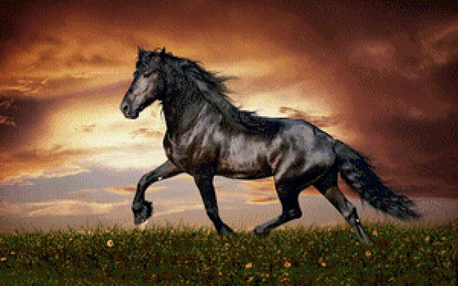 чорный конь - конь, природа - предпросмотр