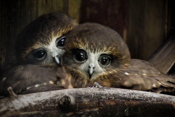 Совята - оригинал