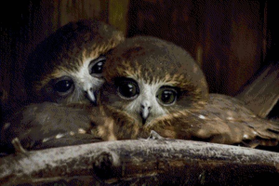 Совята - предпросмотр