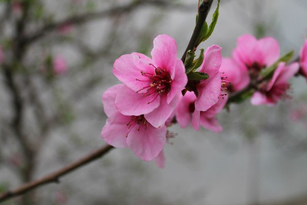 Персик - оригинал