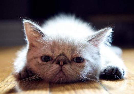 котик2 - кот - оригинал