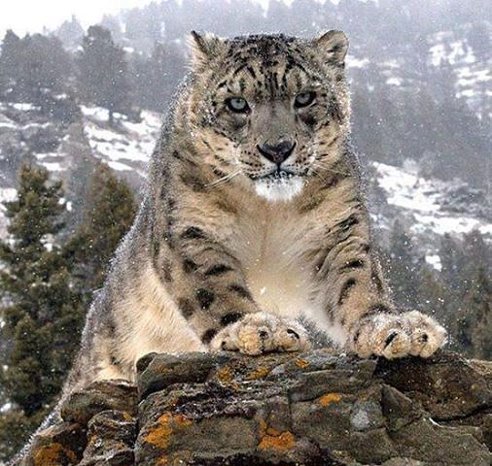 барс - оригинал