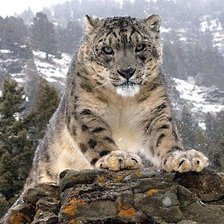 Схема вышивки «барс»