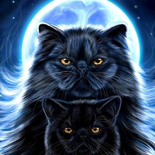 Очень чёрные кошки