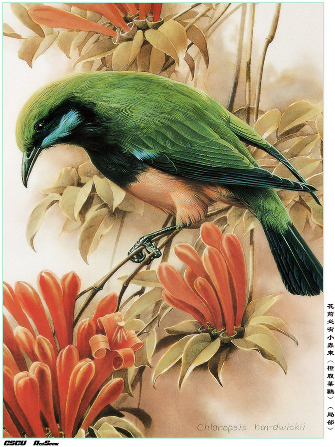 Птица на ветке - птицы, азия, цветы, восток - оригинал