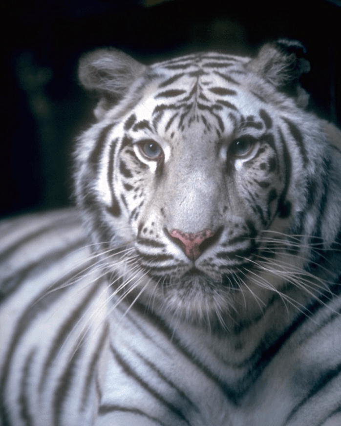Тигр - животные, хищники - оригинал