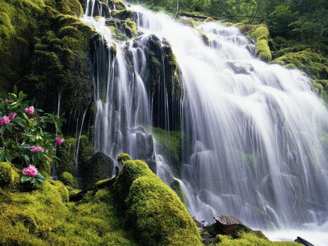 Водопад - склон, лес, природа, вода, цветок, водопад - оригинал